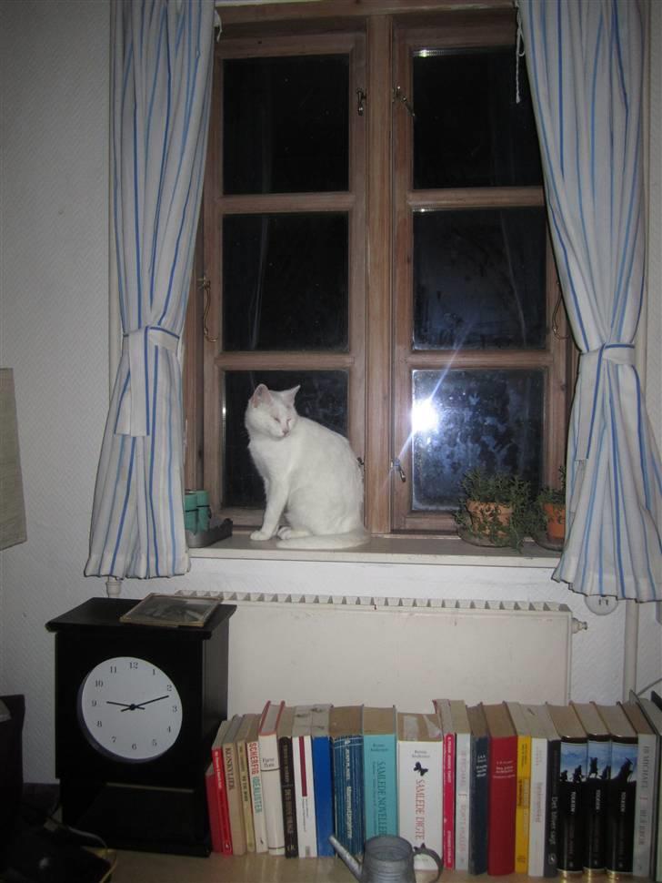 Huskat Perle billede 11