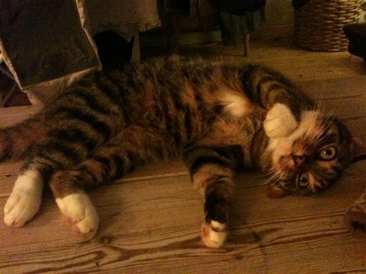 Huskat Humbug billede 9