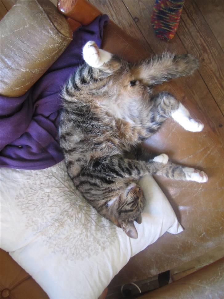 Huskat Humbug billede 10