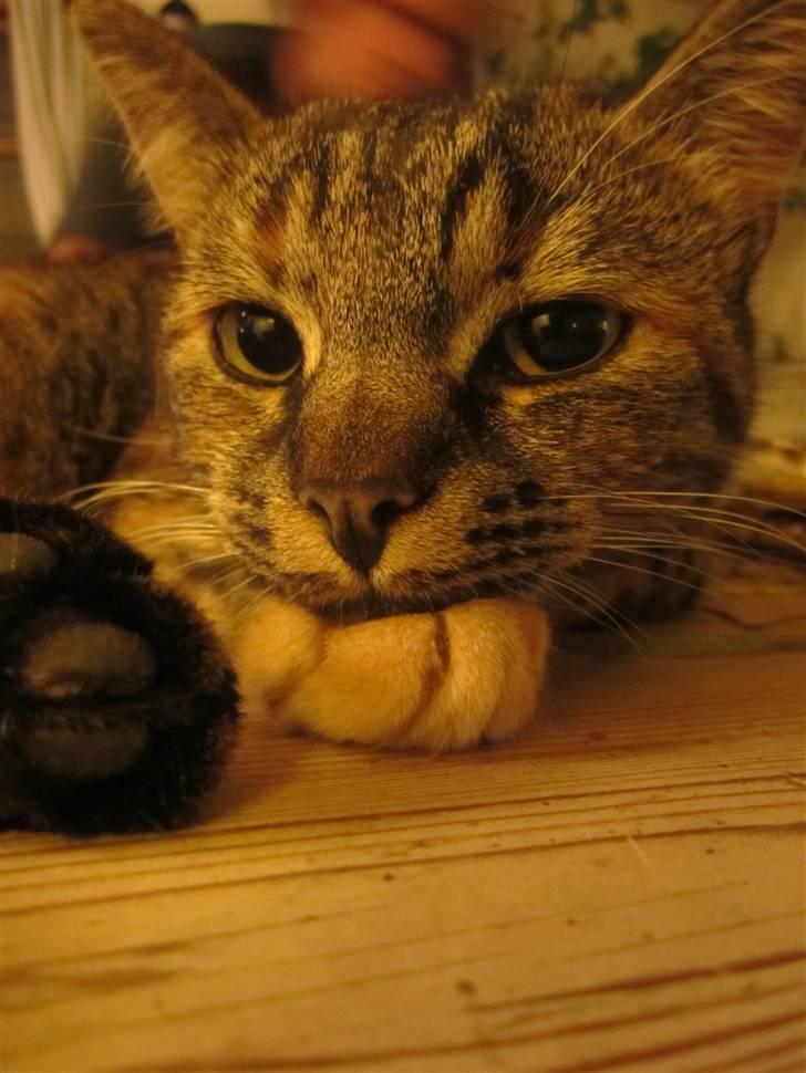 Huskat Janis billede 14