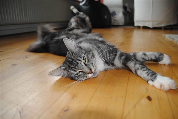 Norsk Skovkat *Cayica's Cholena Adsila billede 8