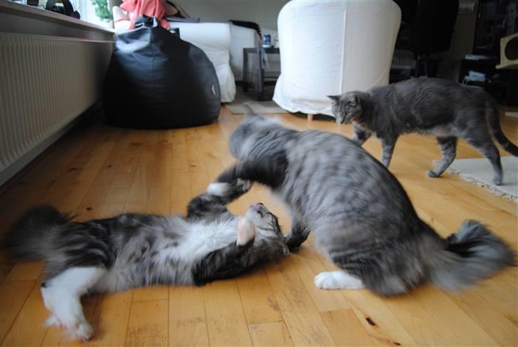 Norsk Skovkat *Cayica's Cholena Adsila - Her slåser hun med bror manden.. billede 9