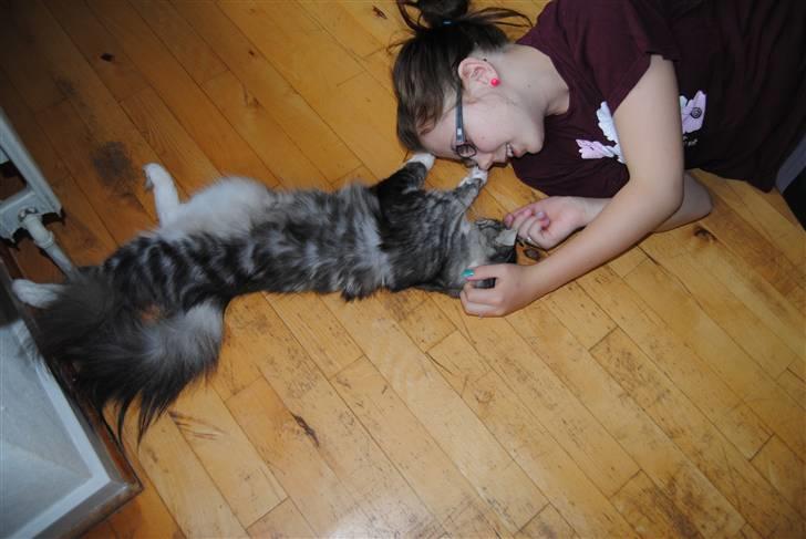 Norsk Skovkat *Cayica's Cholena Adsila - Så skal hun lige nusses bag øret billede 10