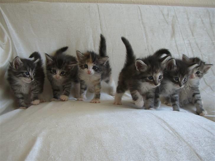 Norsk Skovkat *Cayica's Cholena Adsila - Cho sammen med sine søskende,. (rigtig familie potræt)  billede 11