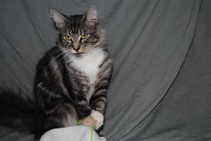 Norsk Skovkat *Cayica's Cholena Adsila billede 12