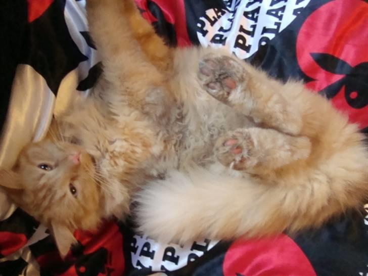 Blanding af racer oskar billede 16