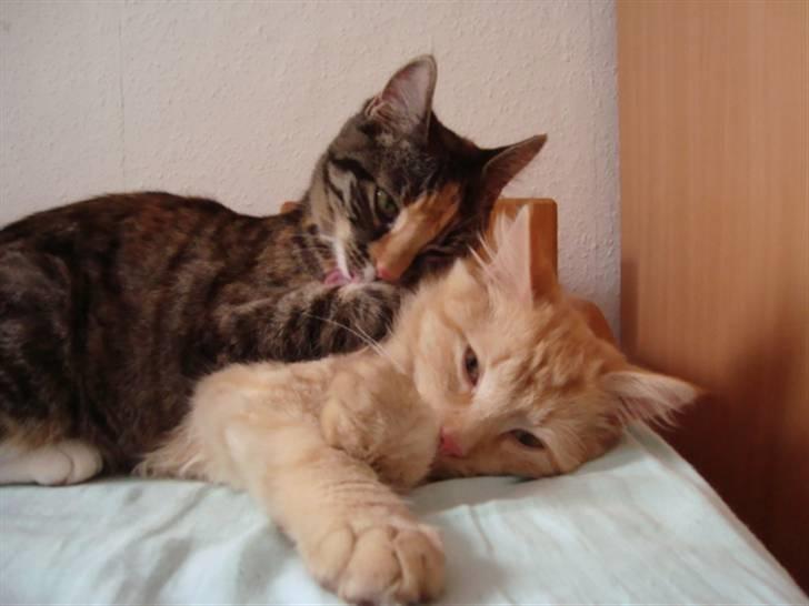 Blanding af racer oskar billede 17