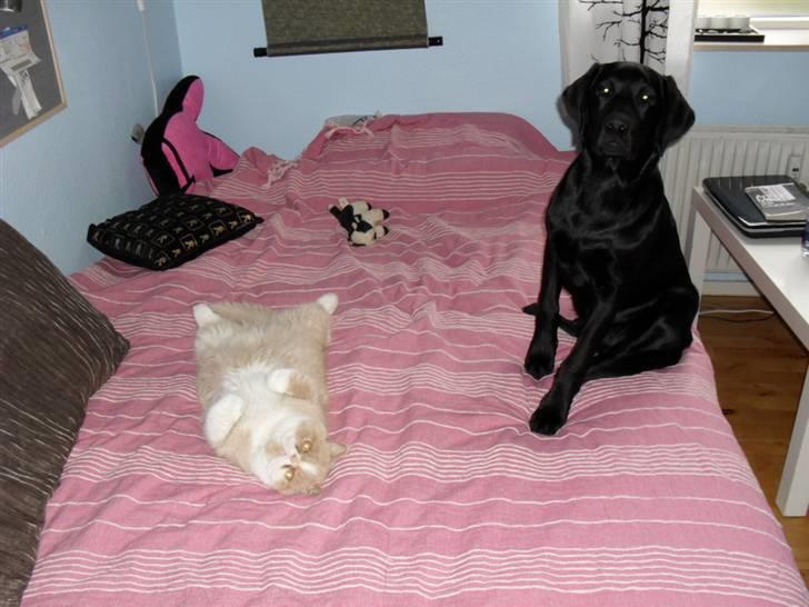 Exotic Lillemand - Så har jeg en medsammensvoren, til at ligge i sengen...det er nu meget hyggeligt. billede 18