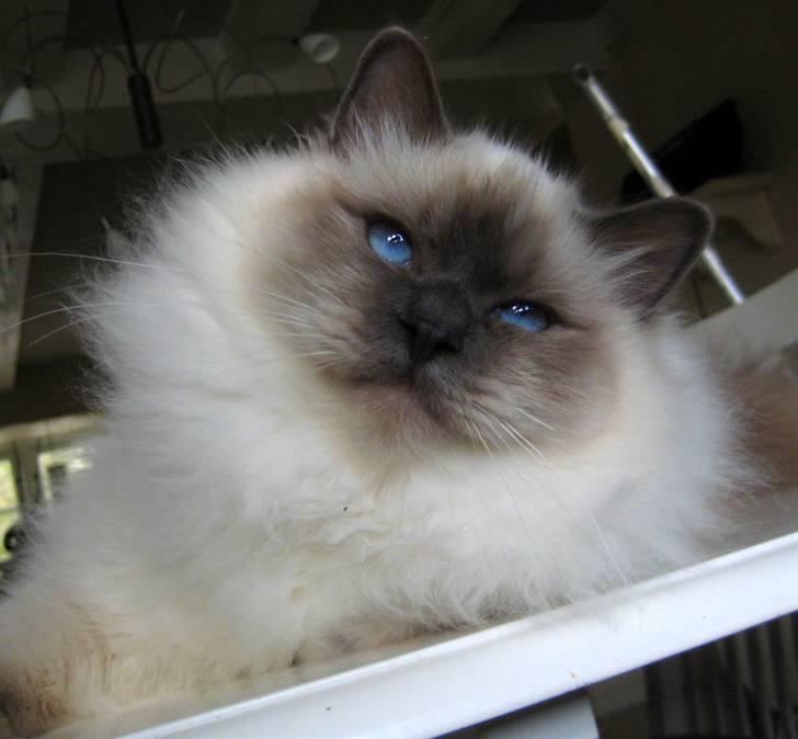 Hellig Birma Chicabee Pixelmania billede 1