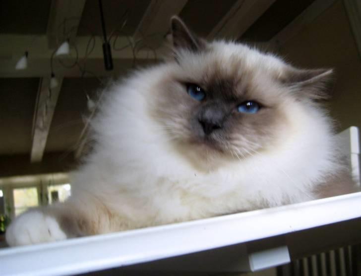 Hellig Birma Chicabee Pixelmania billede 2