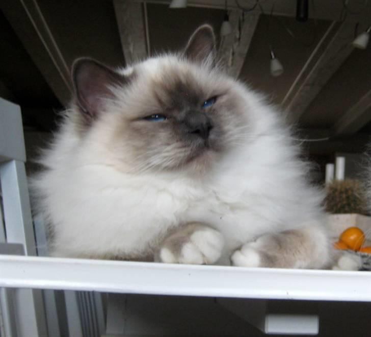 Hellig Birma Chicabee Pixelmania billede 3