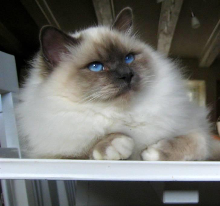 Hellig Birma Chicabee Pixelmania billede 4