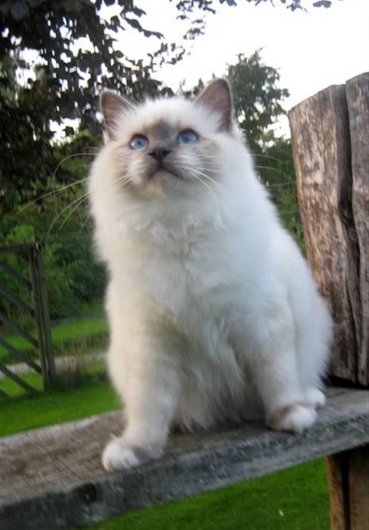 Hellig Birma Chicabee Pixelmania billede 5