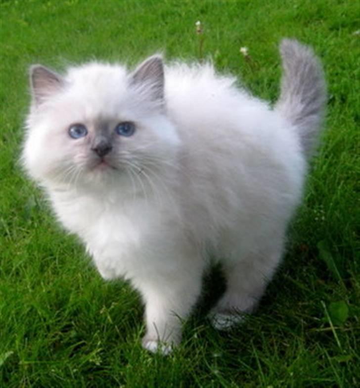 Hellig Birma Chicabee Pixelmania billede 6