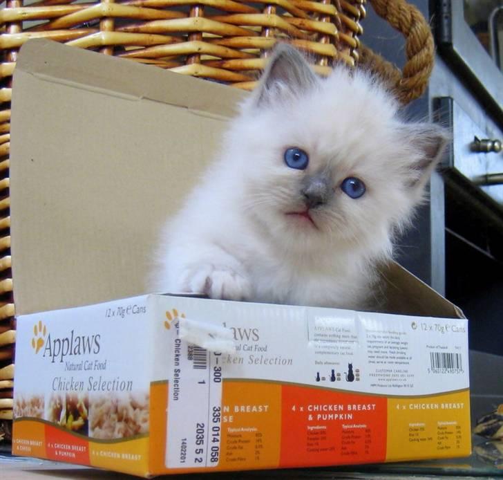 Hellig Birma Chicabee Pixelmania billede 7