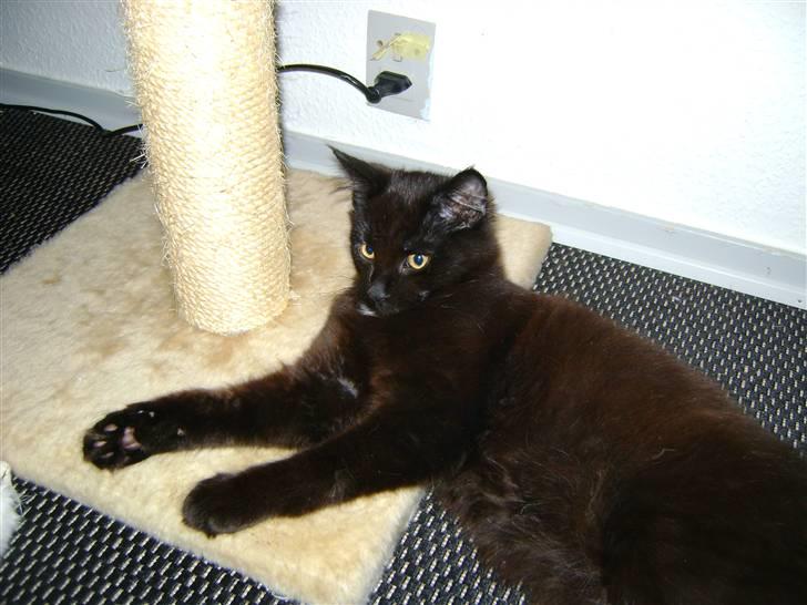 Maine Coon Bimse billede 15
