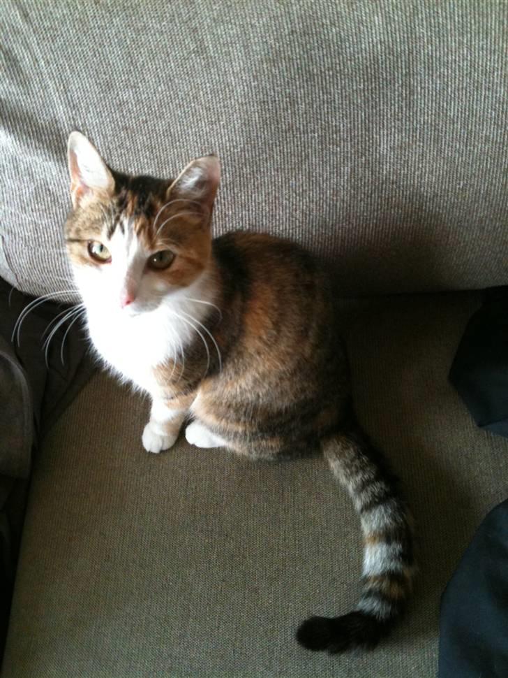 Blanding af racer Miss BuBeL - Jaa så blev jeg et år :) billede 9