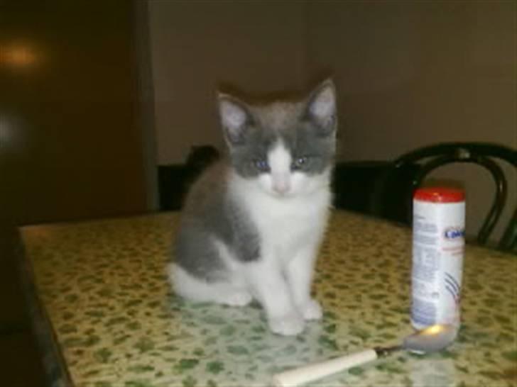 Huskat Mulle - Velkommen MULLE´S profil. Det er det første billed af ham:) billede 1