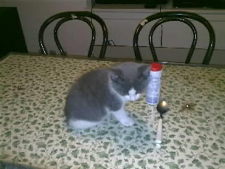 Huskat Mulle billede 2