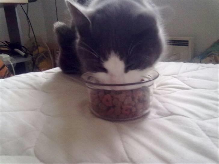 Huskat Mulle - Hmmm det smager godt:) billede 3