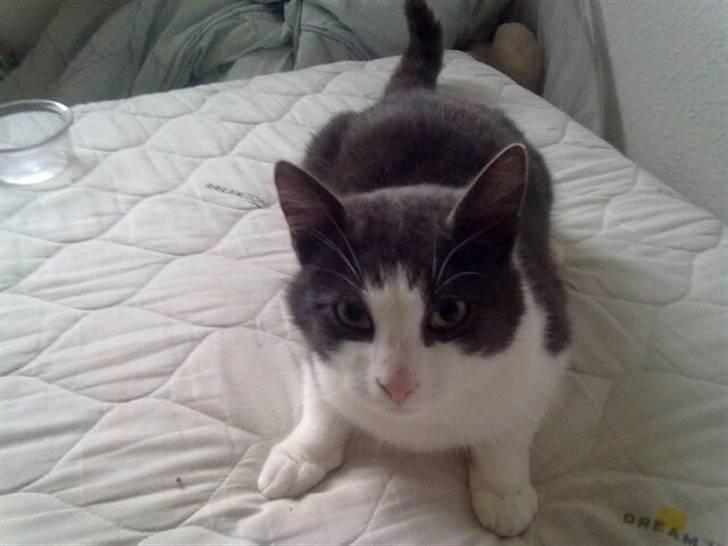 Huskat Mulle billede 4