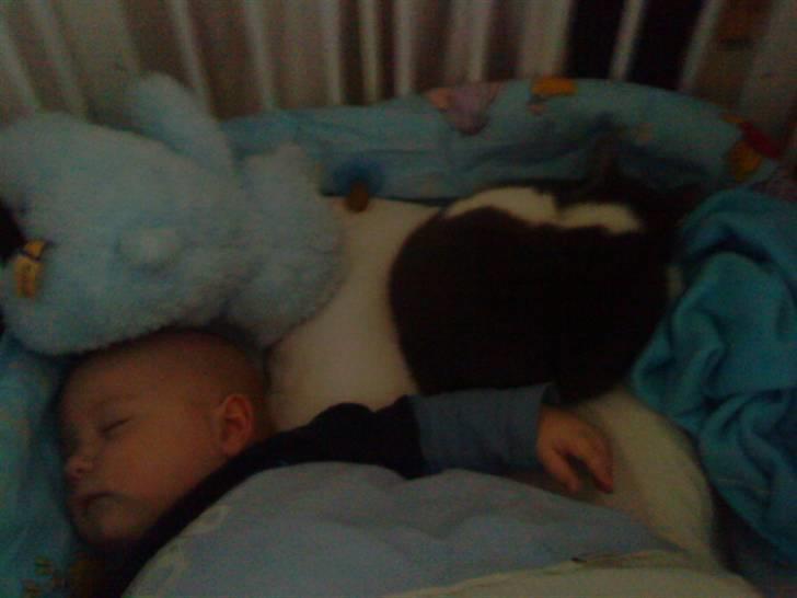 Huskat Mulle - Hvor er jeg træt. billede 5