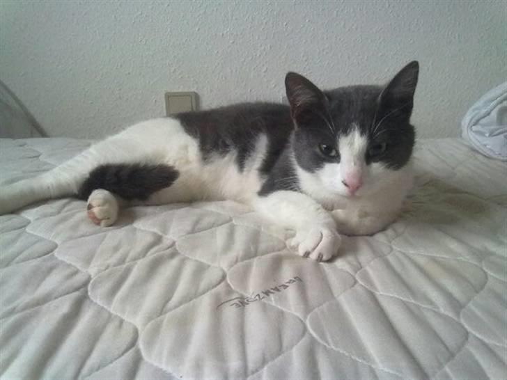 Huskat Mulle billede 6