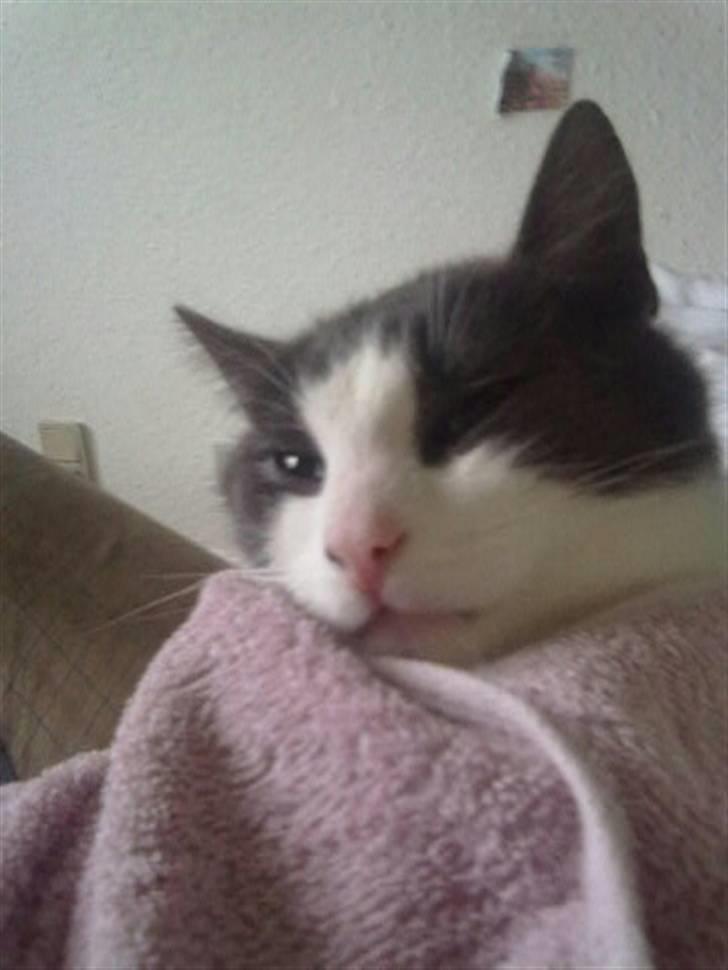 Huskat Mulle billede 8