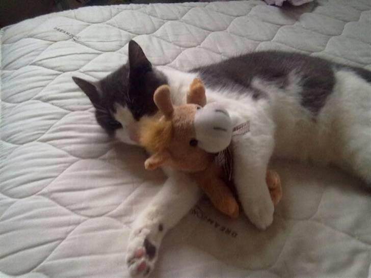 Huskat Mulle - Min bamse min. billede 9