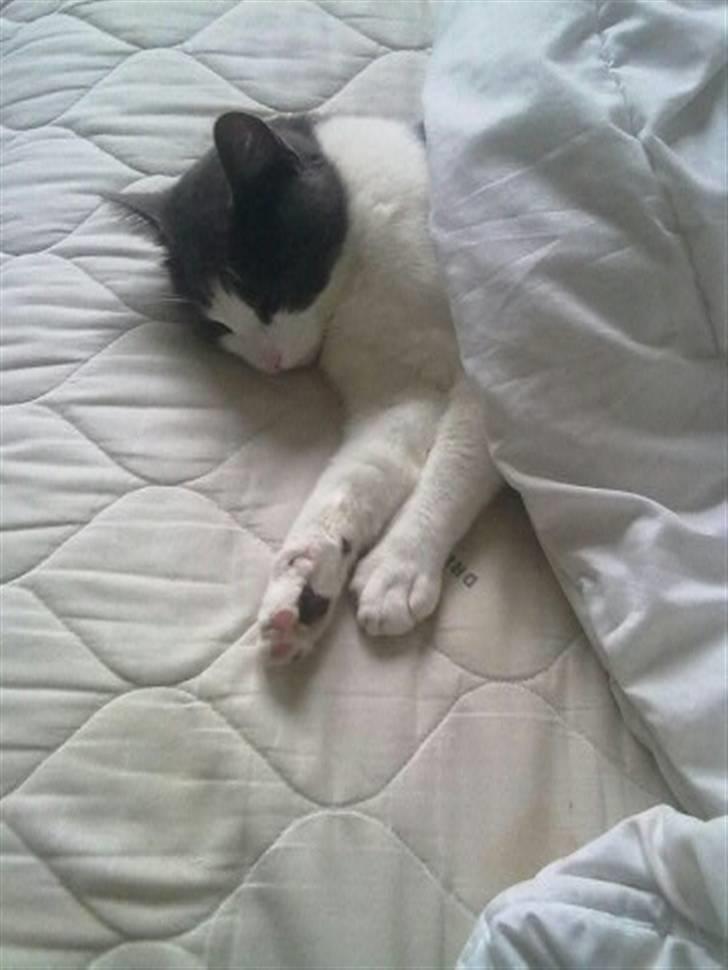 Huskat Mulle - Godnat alle sammen. billede 10