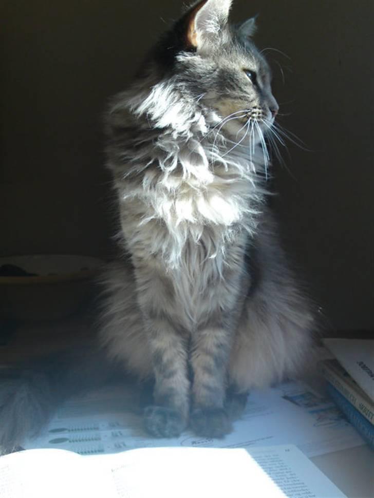 Maine Coon Fie billede 11