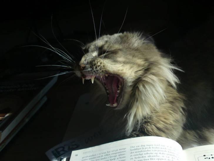 Maine Coon Fie billede 12