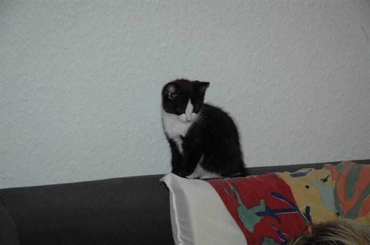 Huskat Morgan - Så højt som muligt er bedst, når man skal have udsyn! billede 1