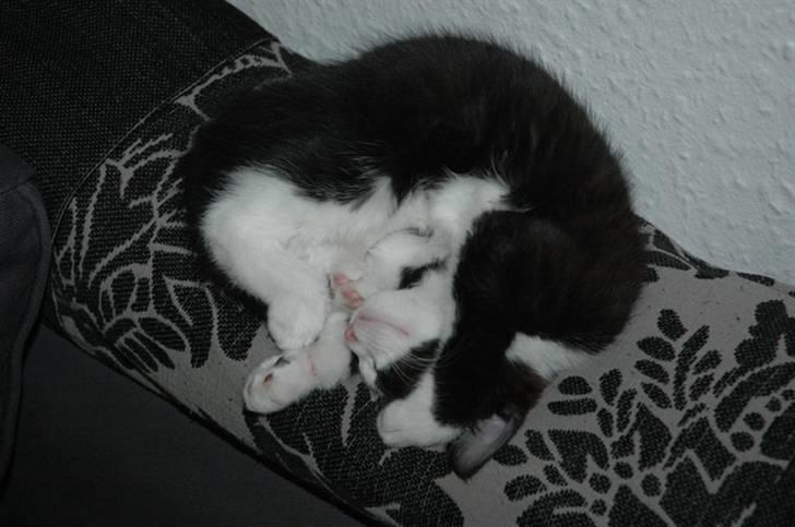 Huskat Morgan billede 2