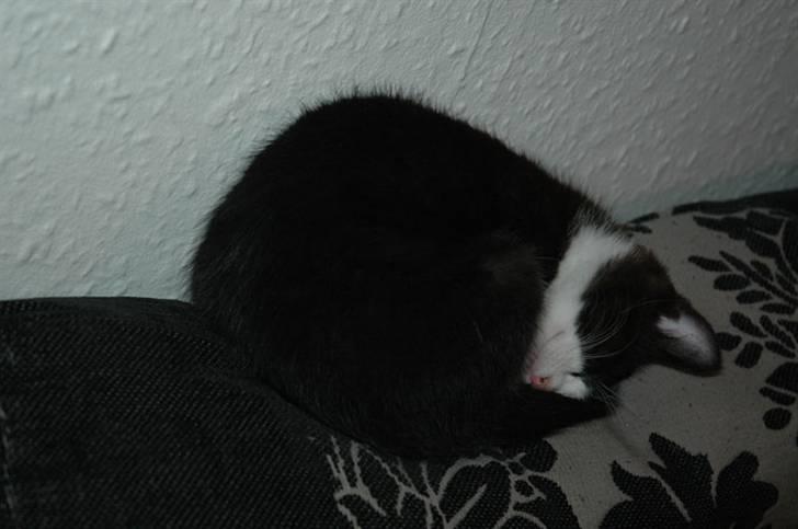 Huskat Morgan billede 3