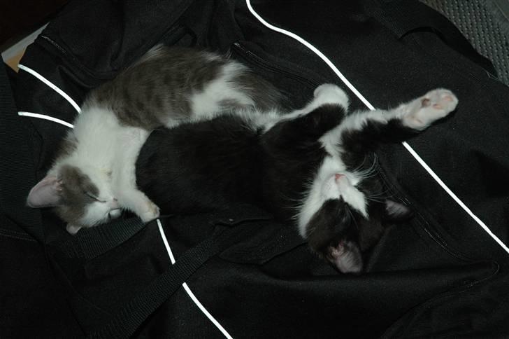 Huskat Morgan billede 4