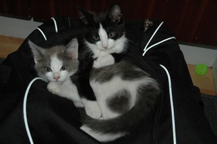 Huskat Morgan - Morgan passer på sin søster billede 5