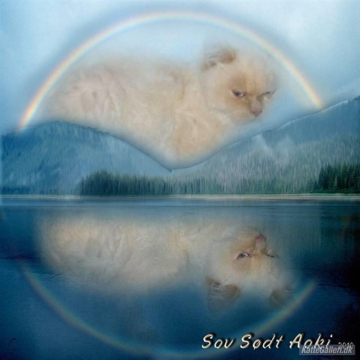 British Shorthair DK Kongstad´s Aoki R.I.P - sov sødt mors lille skat billede 6