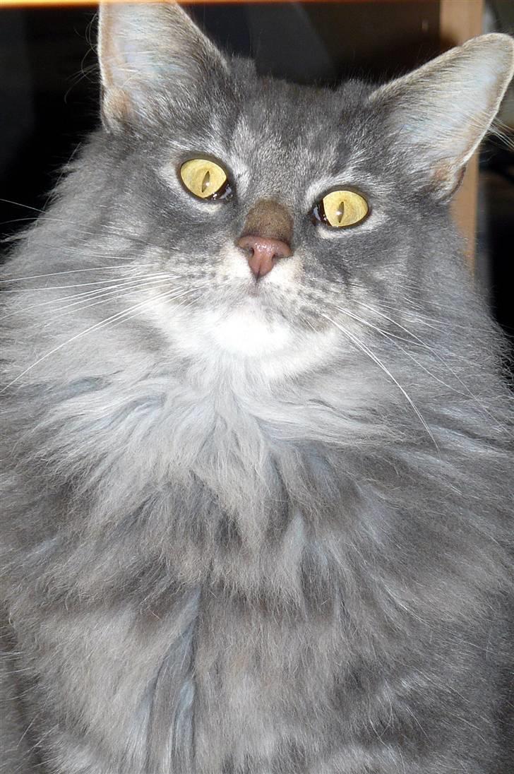 Blanding af racer Willy billede 1