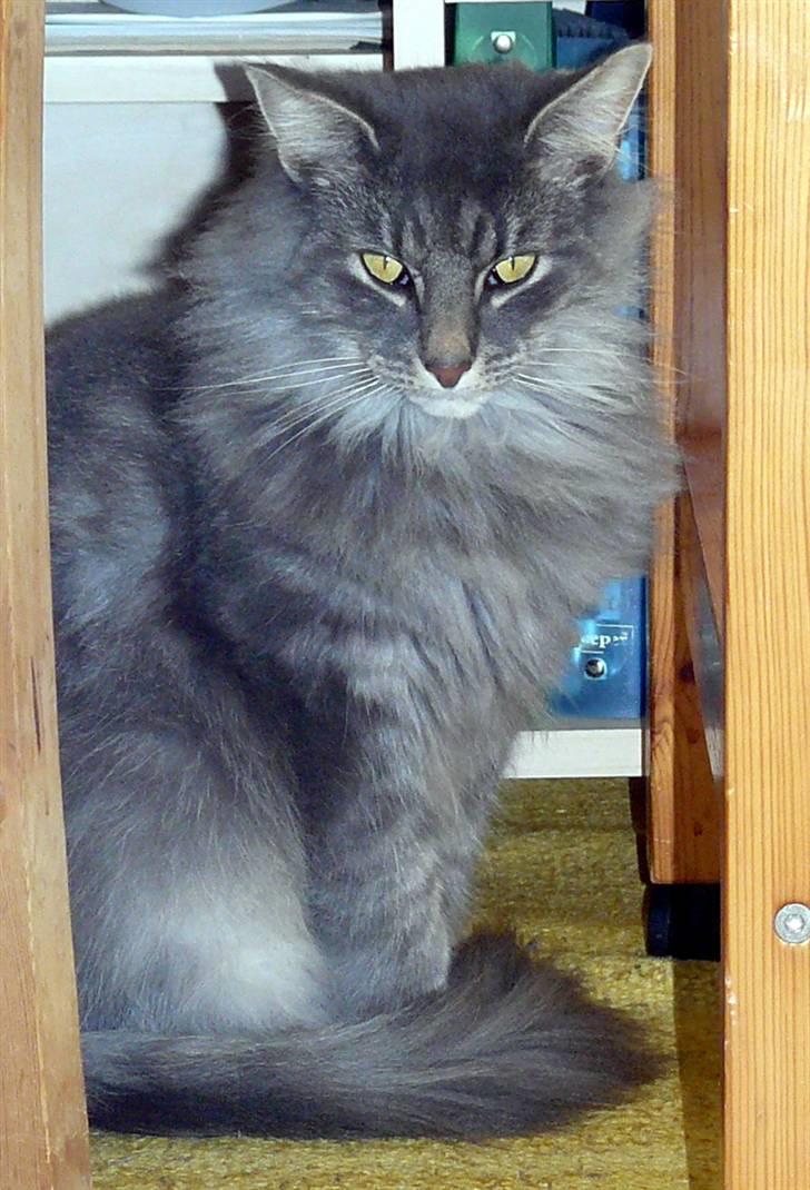 Blanding af racer Willy billede 2