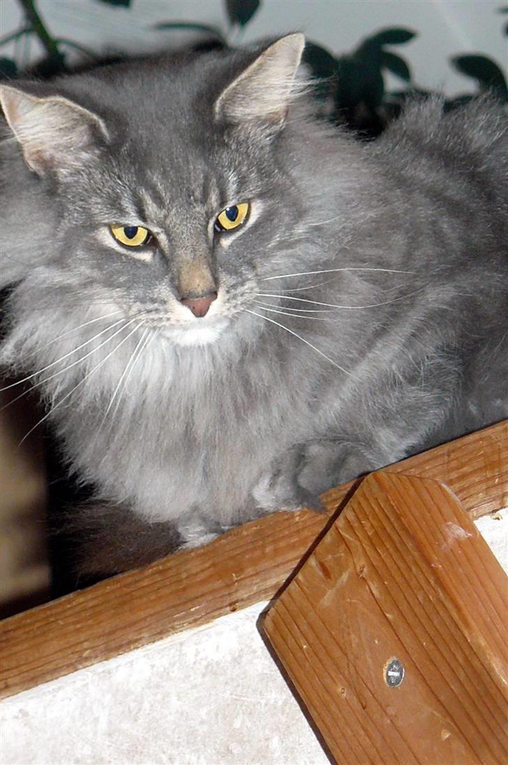 Blanding af racer Willy billede 5