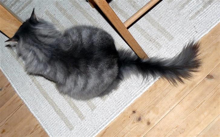 Blanding af racer Willy billede 6