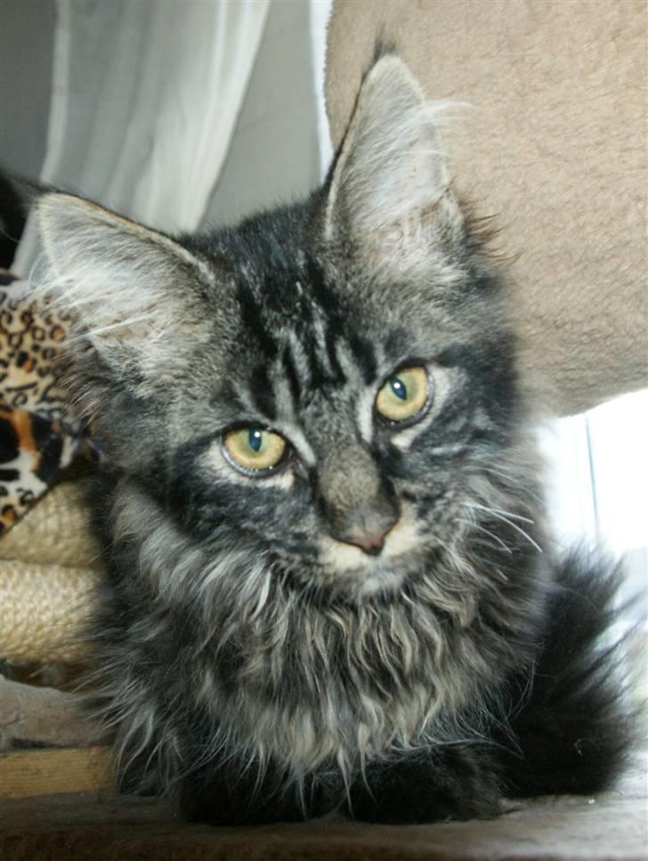 Maine Coon Fede Dorit billede 10