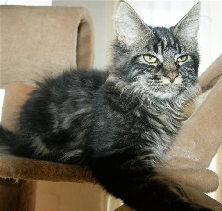 Maine Coon Fede Dorit billede 11