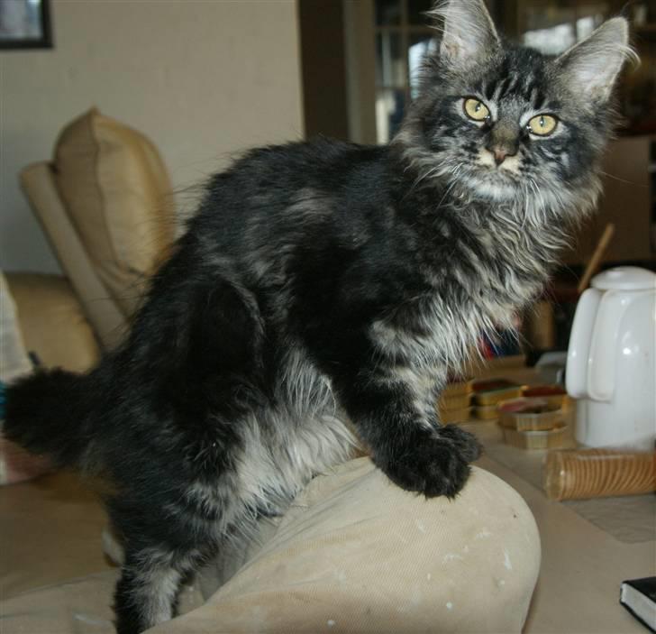 Maine Coon Fede Dorit billede 13