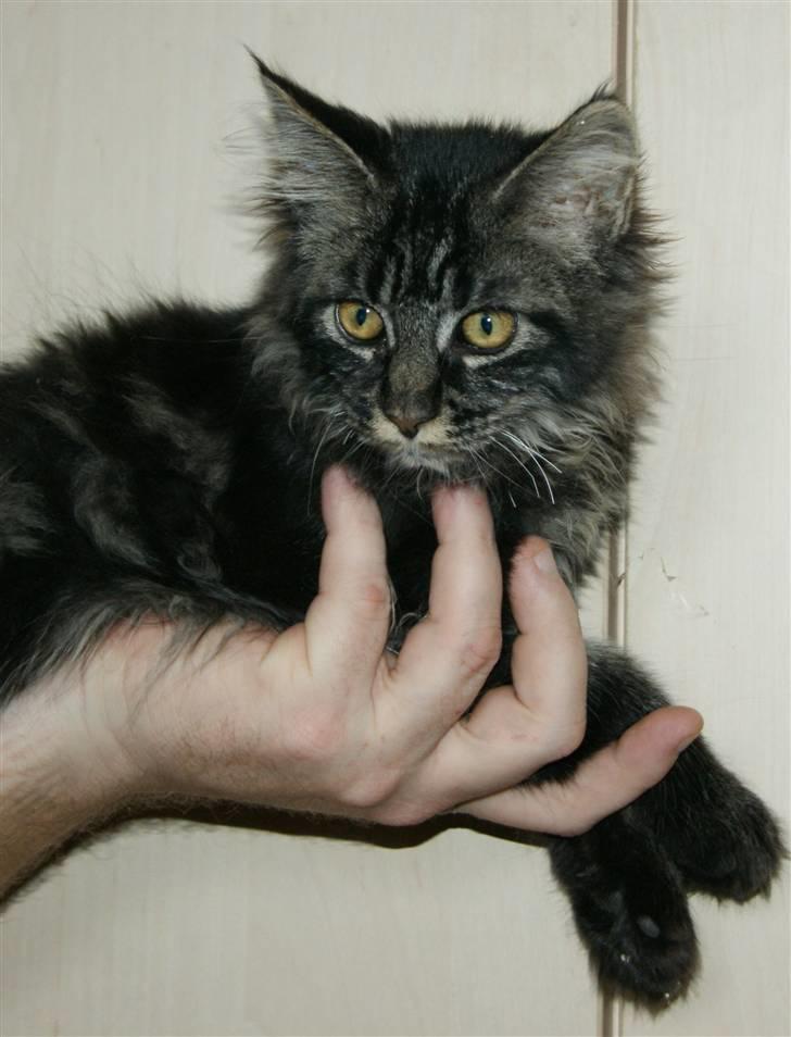 Maine Coon Fede Dorit billede 15