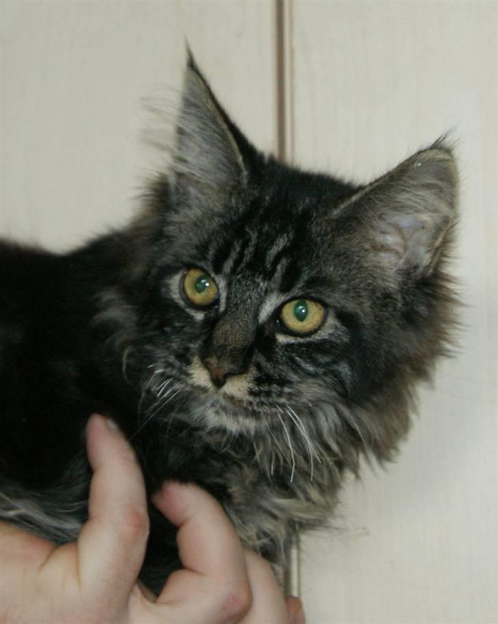 Maine Coon Fede Dorit billede 16