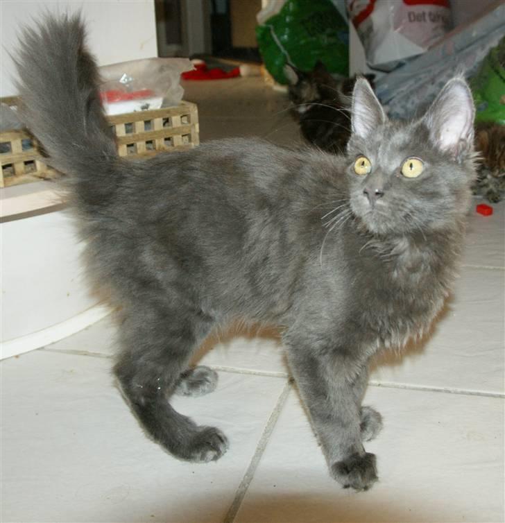 Maine Coon Tomahawk´s bull goes hunt billede 12