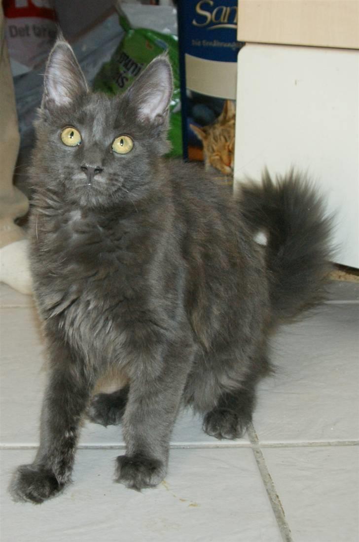 Maine Coon Tomahawk´s bull goes hunt billede 13