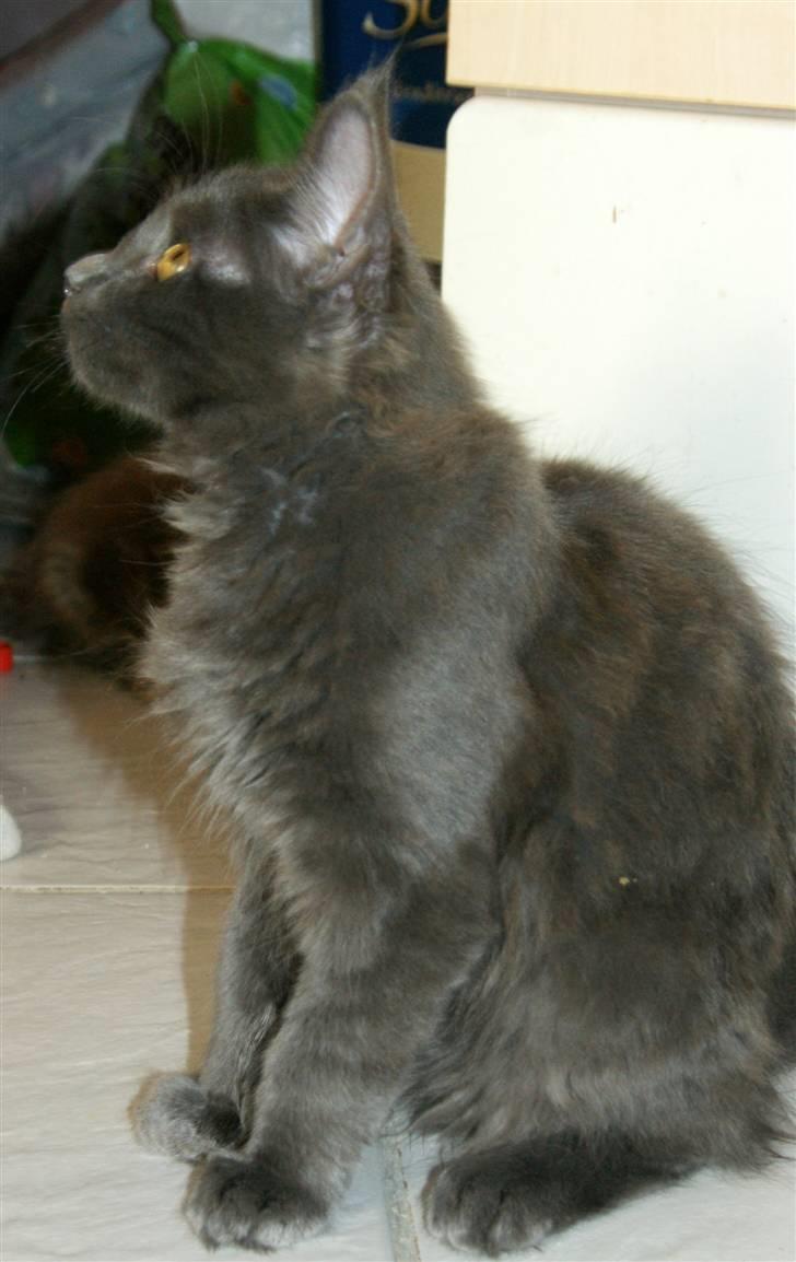 Maine Coon Tomahawk´s bull goes hunt billede 14